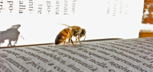 beehive and fiction