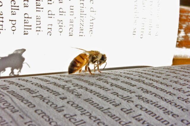 beehive and fiction